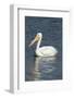 White Pelican, Viera Wetlands Florida, Usa-Maresa Pryor-Framed Photographic Print