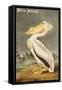 White Pelican-John James Audubon-Framed Stretched Canvas