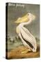 White Pelican-John James Audubon-Stretched Canvas