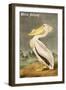 White Pelican-John James Audubon-Framed Art Print