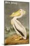 White Pelican-John James Audubon-Mounted Art Print