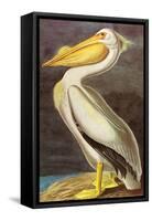 White Pelican-John James Audubon-Framed Stretched Canvas