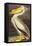 White Pelican-John James Audubon-Framed Stretched Canvas
