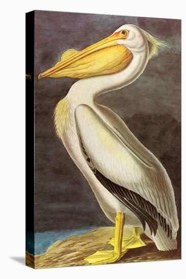 White Pelican-John James Audubon-Stretched Canvas