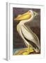 White Pelican-John James Audubon-Framed Art Print