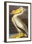 White Pelican-John James Audubon-Framed Art Print