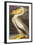 White Pelican-John James Audubon-Framed Art Print