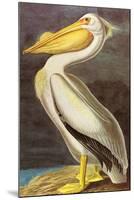 White Pelican-John James Audubon-Mounted Art Print