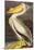 White Pelican-John James Audubon-Mounted Art Print