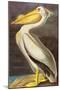 White Pelican-John James Audubon-Mounted Art Print