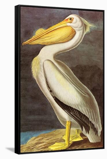 White Pelican-John James Audubon-Framed Stretched Canvas