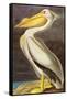 White Pelican-John James Audubon-Framed Stretched Canvas