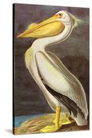 White Pelican-John James Audubon-Stretched Canvas