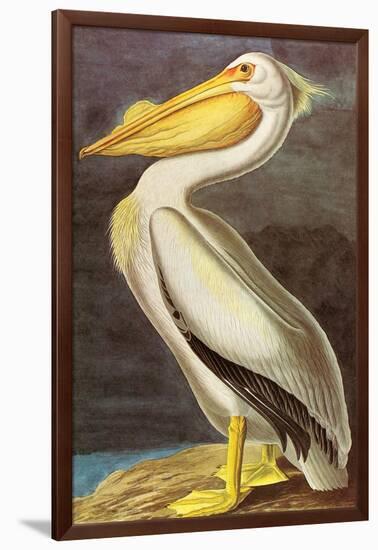 White Pelican-John James Audubon-Framed Art Print