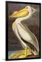 White Pelican-John James Audubon-Framed Art Print