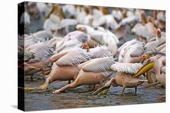 White Pelicans in Fishing Formation-Martin Harvey-Stretched Canvas