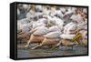 White Pelicans in Fishing Formation-Martin Harvey-Framed Stretched Canvas