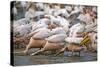 White Pelicans in Fishing Formation-Martin Harvey-Stretched Canvas