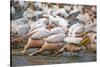 White Pelicans in Fishing Formation-Martin Harvey-Stretched Canvas