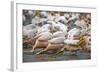 White Pelicans in Fishing Formation-Martin Harvey-Framed Photographic Print