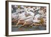 White Pelicans in Fishing Formation-Martin Harvey-Framed Photographic Print