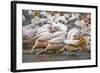 White Pelicans in Fishing Formation-Martin Harvey-Framed Photographic Print