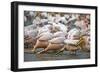 White Pelicans in Fishing Formation-Martin Harvey-Framed Photographic Print