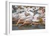 White Pelicans in Fishing Formation-Martin Harvey-Framed Photographic Print