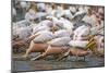 White Pelicans in Fishing Formation-Martin Harvey-Mounted Photographic Print