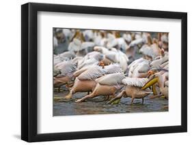 White Pelicans in Fishing Formation-Martin Harvey-Framed Photographic Print