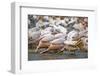 White Pelicans in Fishing Formation-Martin Harvey-Framed Photographic Print