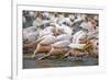 White Pelicans in Fishing Formation-Martin Harvey-Framed Photographic Print