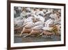 White Pelicans in Fishing Formation-Martin Harvey-Framed Photographic Print