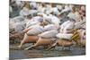 White Pelicans in Fishing Formation-Martin Harvey-Mounted Photographic Print