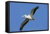 White Pelicans in Flight, Viera Wetlands, Florida-Maresa Pryor-Framed Stretched Canvas