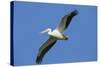White Pelicans in Flight, Viera Wetlands, Florida-Maresa Pryor-Stretched Canvas