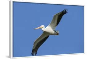 White Pelicans in Flight, Viera Wetlands, Florida-Maresa Pryor-Framed Photographic Print