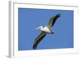 White Pelicans in Flight, Viera Wetlands, Florida-Maresa Pryor-Framed Photographic Print