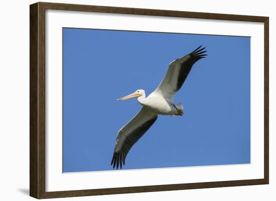 White Pelicans in Flight, Viera Wetlands, Florida-Maresa Pryor-Framed Photographic Print