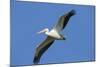 White Pelicans in Flight, Viera Wetlands, Florida-Maresa Pryor-Mounted Photographic Print
