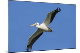 White Pelicans in Flight, Viera Wetlands, Florida-Maresa Pryor-Mounted Photographic Print