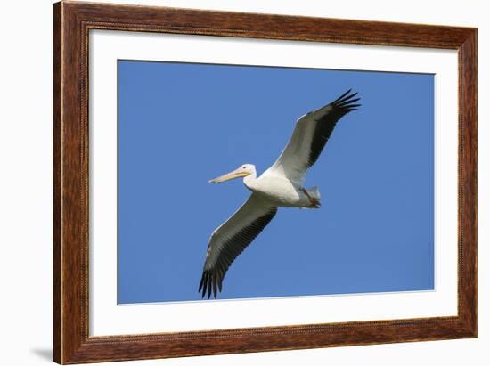 White Pelicans in Flight, Viera Wetlands, Florida-Maresa Pryor-Framed Photographic Print