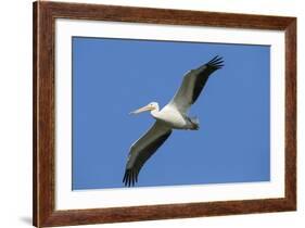 White Pelicans in Flight, Viera Wetlands, Florida-Maresa Pryor-Framed Photographic Print