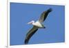 White Pelicans in Flight, Viera Wetlands, Florida-Maresa Pryor-Framed Photographic Print