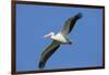 White Pelicans in Flight, Viera Wetlands, Florida-Maresa Pryor-Framed Photographic Print