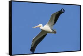 White Pelicans in Flight, Viera Wetlands, Florida-Maresa Pryor-Framed Stretched Canvas