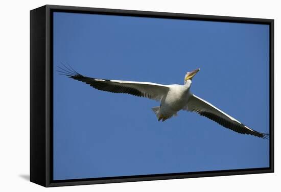 White Pelicans in Flight, Viera Wetlands, Florida-Maresa Pryor-Framed Stretched Canvas