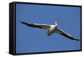 White Pelicans in Flight, Viera Wetlands, Florida-Maresa Pryor-Framed Stretched Canvas