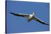 White Pelicans in Flight, Viera Wetlands, Florida-Maresa Pryor-Stretched Canvas