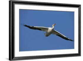 White Pelicans in Flight, Viera Wetlands, Florida-Maresa Pryor-Framed Photographic Print